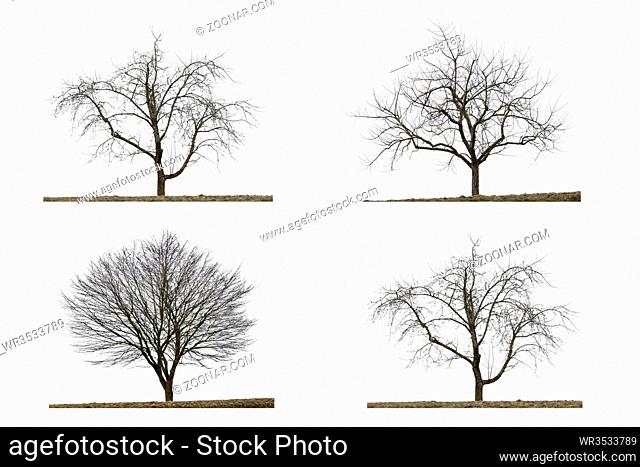 Vier kahle Bäume im Winter, isoliert auf weißem Hintergrund