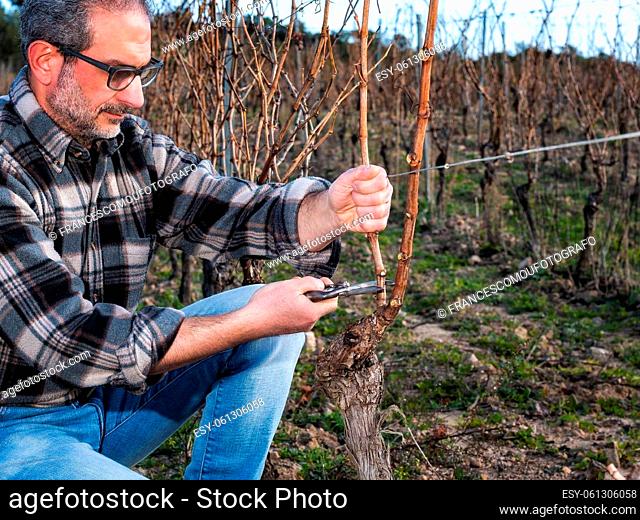 Winegrower pruning the vineyard with professional steel scissors. Traditional agriculture. Winter pruning, Guyot method