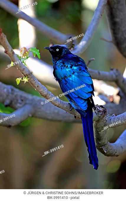 Long-tailed Glossy Starling (Lamprotornis caudatus), adult on tree, captive