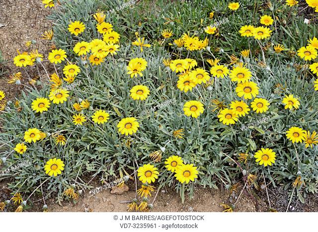 Treasure flower (Gazania rigens or Gazania splendens) is a perennial herb (in temperate regions) native to southern Africa. Flowering plant