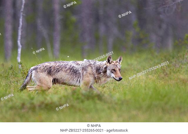 Grey Wolf (Canis lupus) in woodland wetlands. Kuhmo. Finland. July 2014