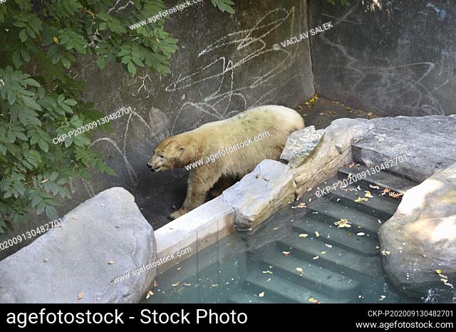 Cora, polar bear (Ursus maritimus) sow, is seen in the repaired pool in the Brno Zoo, Czech Republic, on September 13, 2020. (CTK Photo/Vaclav Salek)