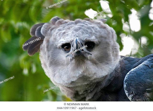harpy eagle, harpia harpyja, bird, animal, head, white