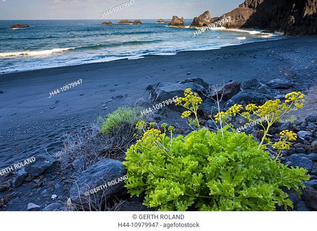 Playa Zamora, Spain, Europe, Canary islands, La Palma, sea, coast, rock, cliff, plant, sea salad