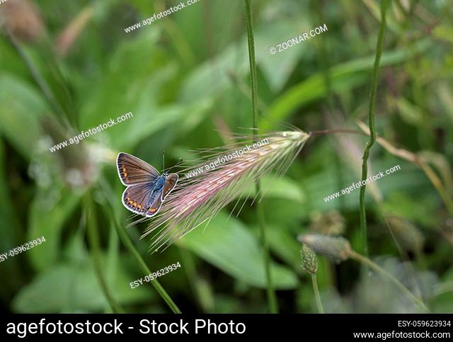 a beautiful butterfly perched on an grass of a meadow