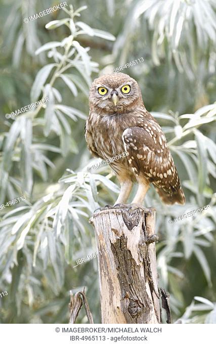 Little owl (Athene noctua), young bird standing on post, Danube delta, Romania, Europe