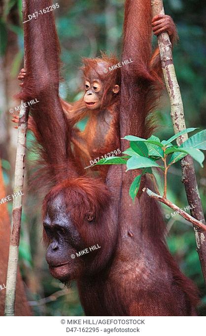 Bornean Orangutan (Pongo pygmaeus) with young on back. Borneo