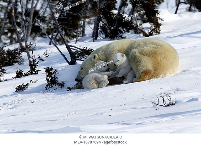 Polar Bear - female and cubs. Babies play fight beside sleeping mother. (Ursus maritimus)