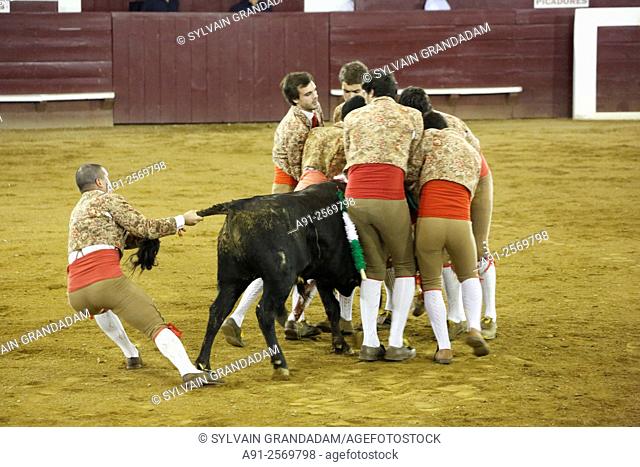 France, Aquitaine, Landes department, Soustons arena, portuguese corrida starring the famous picadorOscar Borjas
