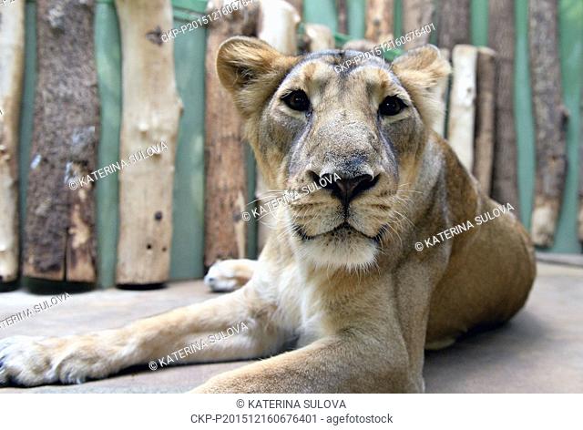 The Prague zoo has put on display its three Indian lions, a rare subspecies, which it acquired from India in October as the first specimens to be sent to Europe...
