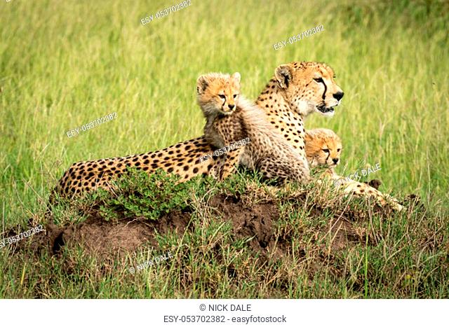 Cheetah cubs lie with mother on mound