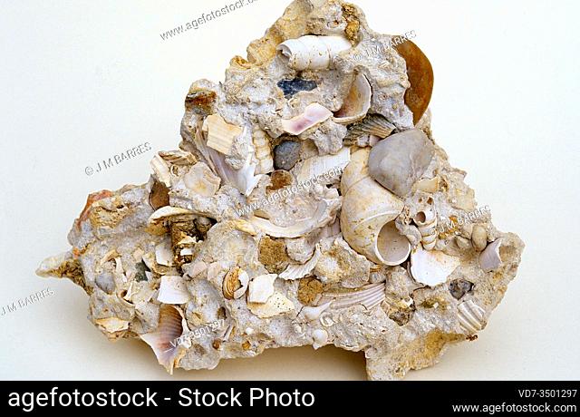 Shelly limestone is a sedimentary rock composed by skeleton remains of marine animals. Sample