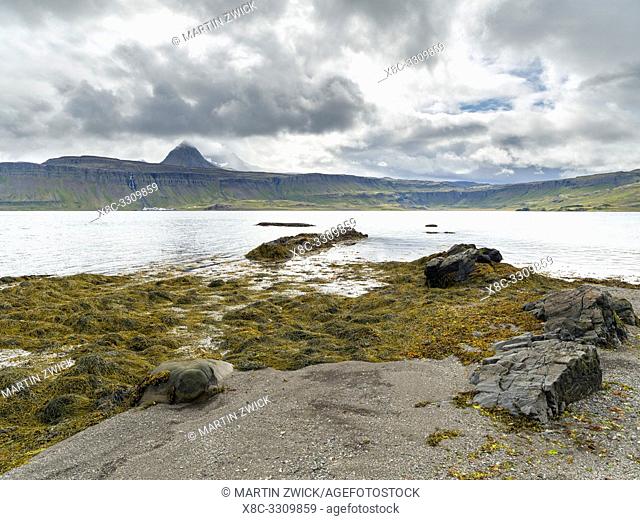 Landscape at Reykjarfjoerdur. The Westfjords (Vestfirdir) in Iceland. Europe, Northern Europe, Iceland