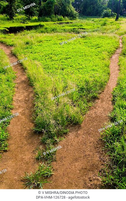 Footway two way ; mud path with greenery ; Sanjay Gandhi National Park ; Borivali ; Bombay Mumbai ; Maharashtra ; India