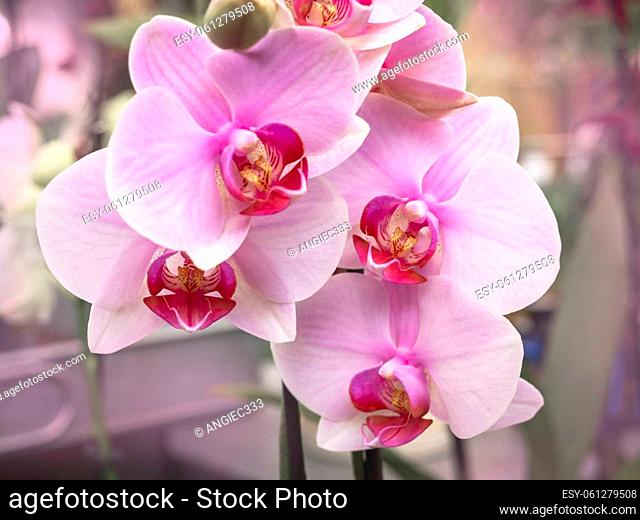 Closeup of four pretty moth orchid flowers with pink petals