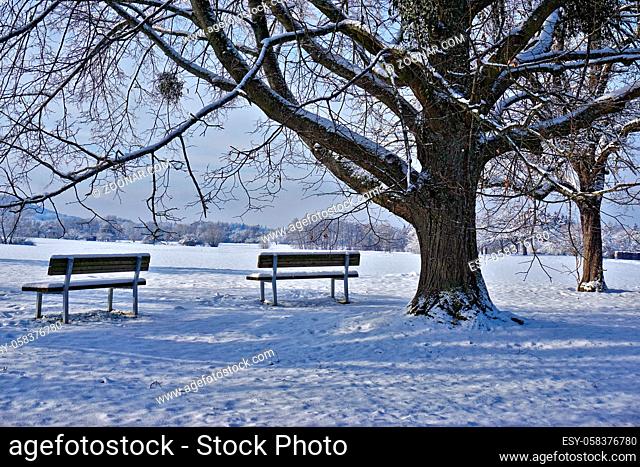 Sitzbänke unterm Lindenbaum in winterlicher Landschaft, Benches under the limetree in a wintry landscape