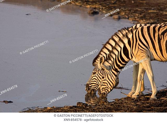 Burchell`s zebras (Equus quagga) drinking water, Etosha National Park, Namibia