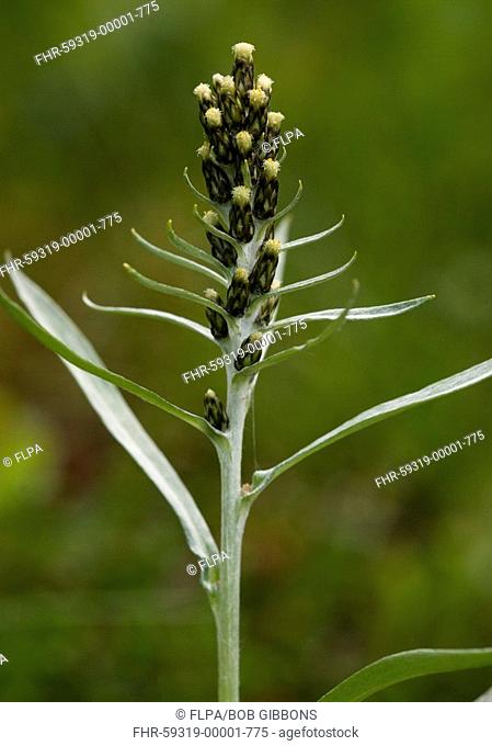 Highland Cudweed Gnaphalium norvegicum flowering