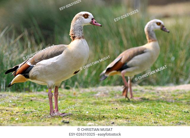 Closeup of Egyptian Geese (Alopochen aegyptiacus) on grass view of profile