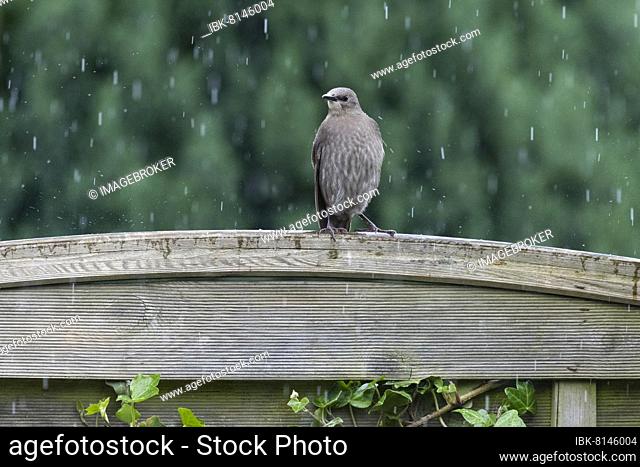 Common starling (Sturnus vulgaris), young bird sitting on a garden fence in the rain, Lower Saxony, Germany, Europe