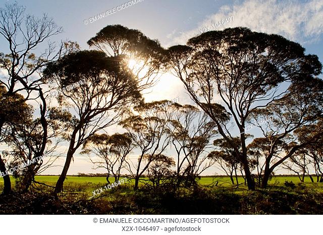 Eucalyptus trees, Pinnaroo, South Australia, Australia