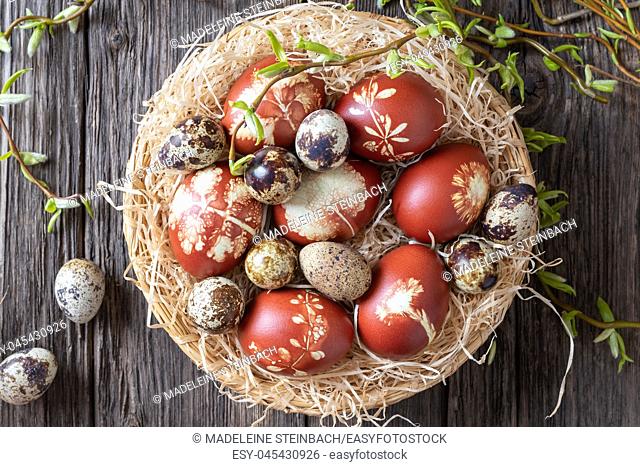 Quail and Easter eggs dyed with onion peels in a wicker basket with fresh willow branches, top view