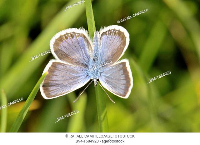 Butterfly Chalkhill blue (Lysandra coridon, fam. Lycaenidae), Osseja, Pyrenees-Orientales, Languedoc-Roussillon, France