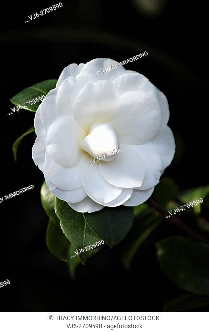 Close up of a single white Nuccio's Gem Camellia in full bloom with a black background