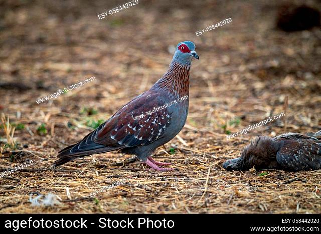 Speckled pigeon stands beside another lying dead