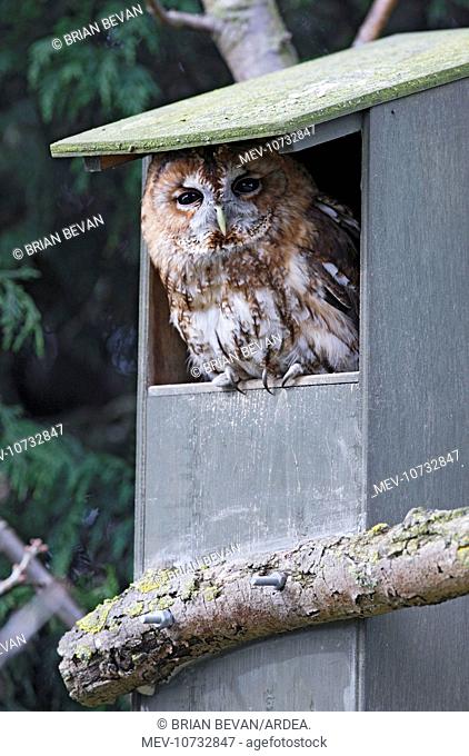 Tawny Owl - in nest box (Strix aluco)