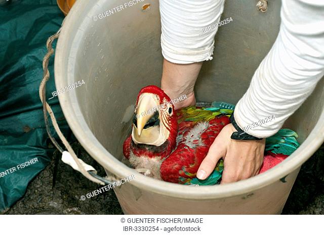 Green-winged Macaw or Red and Green Macaw (Ara chloroptera), chick, 50 days, is briefly transported in a bucked after removal from the nest for a brief...