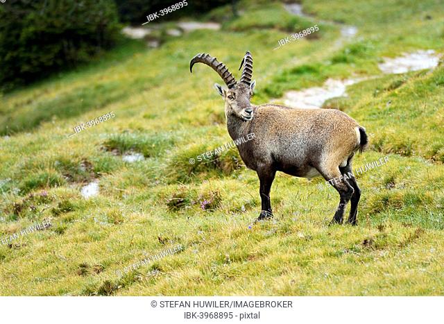 Alpine ibex (Capra ibex), Bernese Oberland, Switzerland