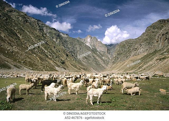 Animal. Sheep. Lahul Spiti. Himachal Pradesh. India