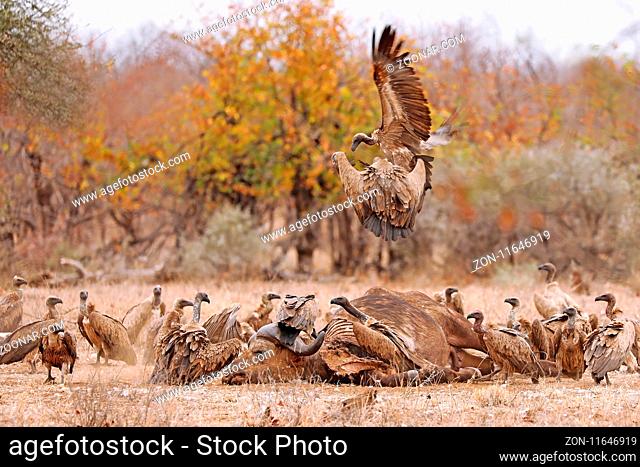 Weißrückengeier fressen toten Büffel, Kruger NP, Südafrika, white-backed vultures eating a dead buffalo, Kruger NP, South Africa