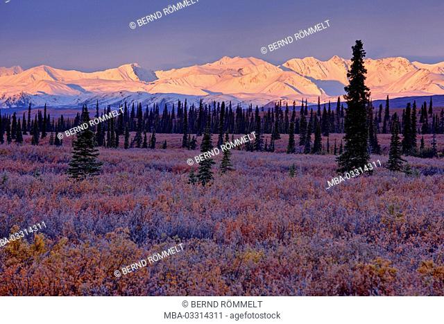 North America, the USA, Alaska, Denali national park, Alaska Range, tundra, Blueberry shrubs