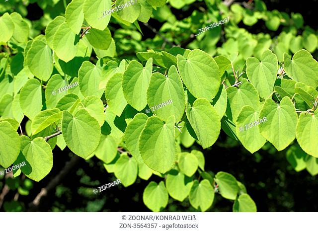 Der Katsura Cercidiphyllum japonicum, auch Japanischer Kuchenbaum genannt, ist ursprünglich in Japan, an Flussufern und Gebirgsbächen im Bergland, beheimatet