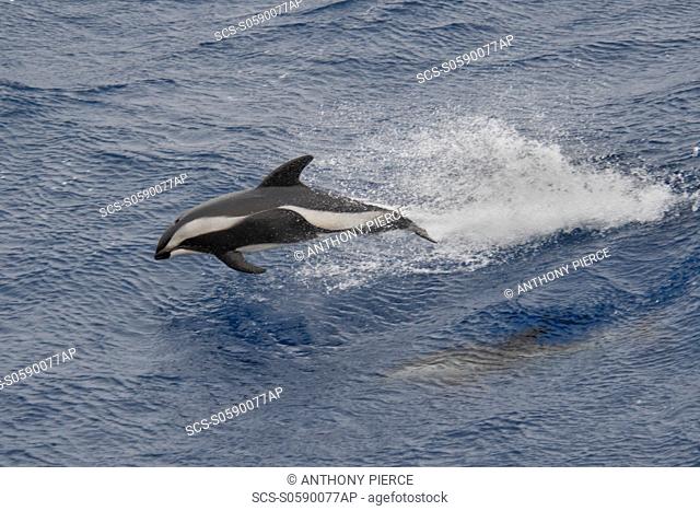 Hourglass Dolphin, Lagenorhynchus cruciger, Female Dolphin porpoising, Drake Passage, Southern Ocean Females of this species can be identified by the smaller...