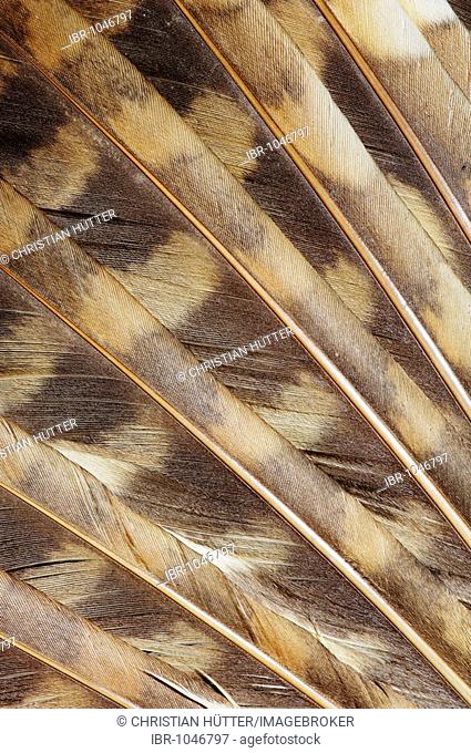 Tawny Owl (Strix aluco), feathers