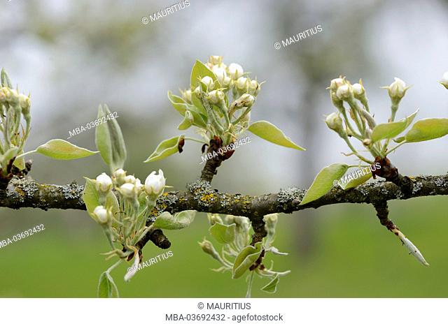 Common pear, Pyrus communis, blossom, spring