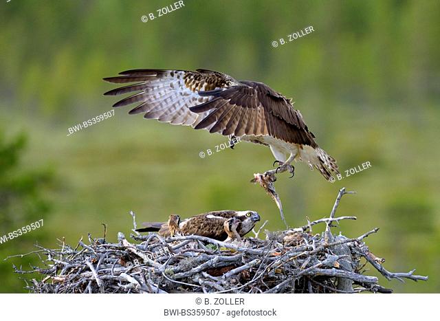osprey, fish hawk (Pandion haliaetus), male delivering prey to nest with fledglings, Finland