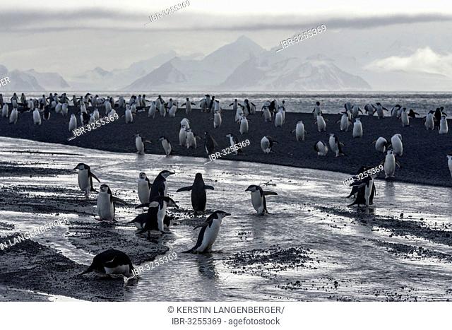 Chinstrap Penguins (Pygoscelis antarctica), crossing a stream