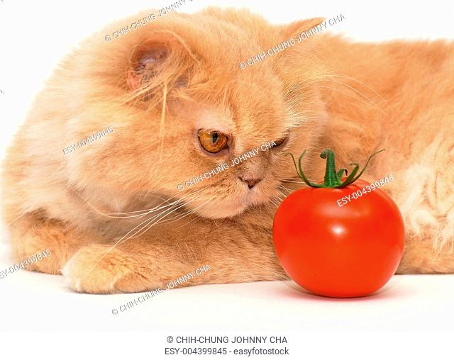 Cat trying to smell tomato