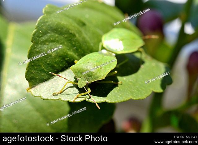 Nezara viridula mating on a leaf of lemon tree