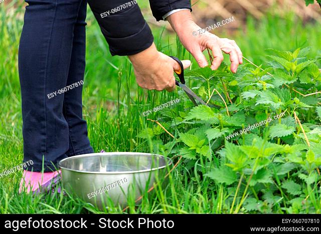 Woman gathers nettle at spring garden for healthy detoxify soup and tea