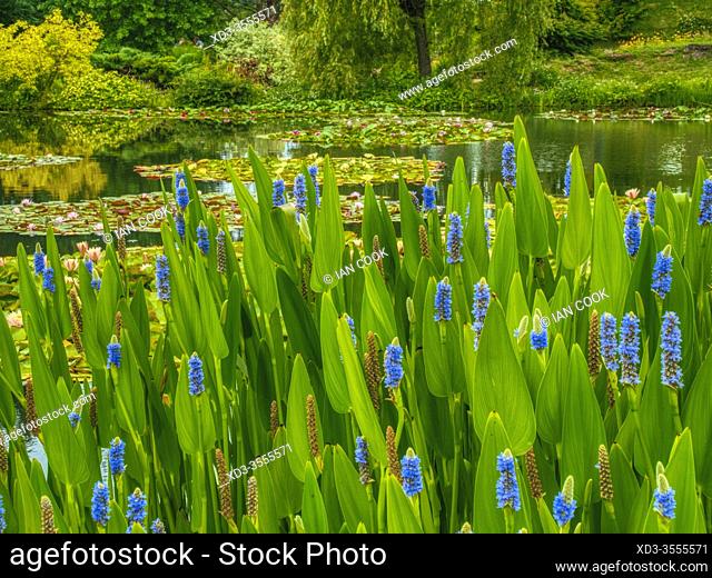 pontederia cordata at the water gardens of Carsac, Dordogne Department, Nouvelle-Aquitaine, France