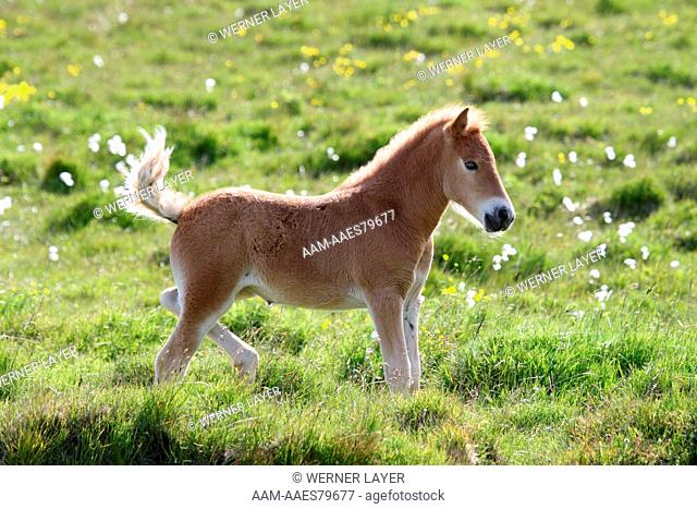 Young Icelandic Horse/ Pony, Iceland (flicking tail)