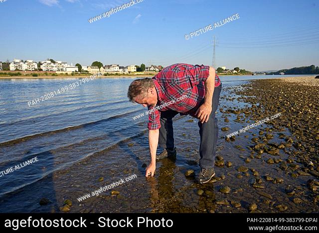 11 August 2022, Niederwerth: Jochen Koop, a biologist at the Federal Institute of Hydrology (BfG) in Koblenz, examines clams in the Rhine
