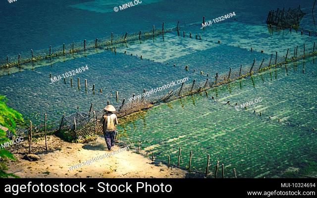 People collect seaweed plantations algal - Nusa Penida, Bali, Indonesia