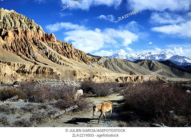 Red and ochre rock formations and horses in a valley near Dhakmar village. Nepal, Gandaki, Upper Mustang (near the border with Tibet)