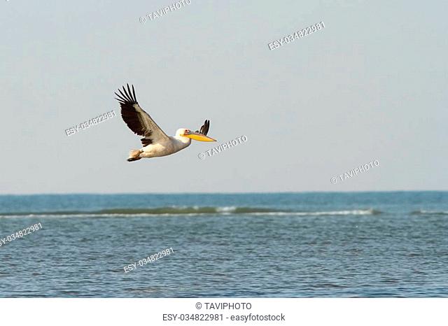 great pelican in flight over sea ( Pelecanus onocrotalus )